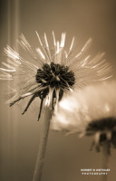 25k fotoart foto fotografie kunst composing bildbearbeitung blumen landschaft tiere portrait stil weithaler norbert